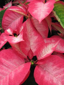 Poinsettas