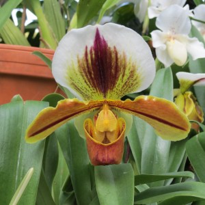 Unique OrchidPhoto by NC Trees Photography