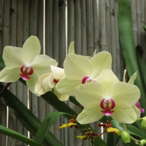 Pale Yellow Orchids with Fuscia Center by NC Trees Photography
