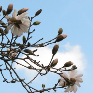 Mangnolia Tree BlossomsPhoto by NC Trees Photography