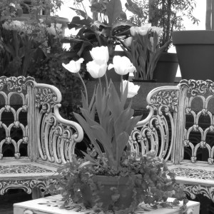 Sitting Quietly in Time by NC Trees Photography