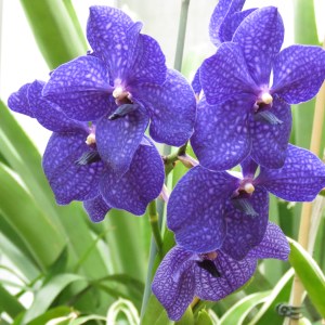 Deep Purple Orchidsby NC Trees Photography