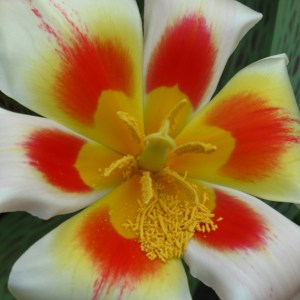 Tulip Burst