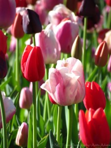Pink, Red & Purple Tulips