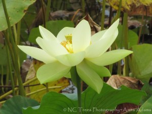 Yellow Water Lily