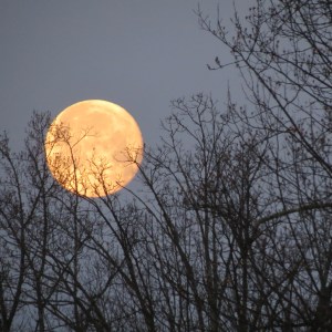 Amazing Moon through the branches.