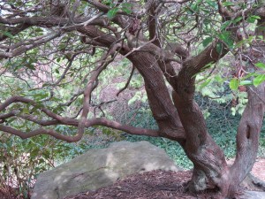 Magical Tree by NC Trees Photography