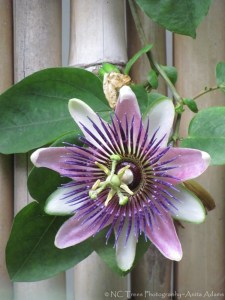 Passion Flower