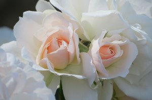 'Pair of Roses' by @NCTreesPhotography