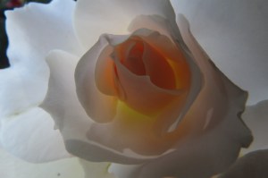 Rose Light by @NCTreesPhotography 