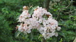 'Mountain Laurel' by NC Trees Photography