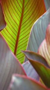 'Leaf Light'  by NC Trees Photography