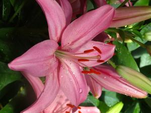 'Pink Lilly' by Anita Adams of  @NC Trees Photography