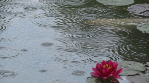 'Rain Circles and Lilly' by NC Trees Photography