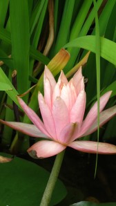 'Serenity Spa' by NC Trees Photography