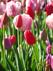 'Tulips Morning Light'  by Anita Adams of NC Trees Photography