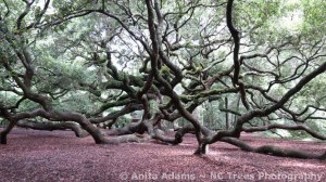 Angel Oak Tree by NC Trees Photography Anita Adams