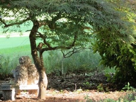 'An Angel Reflecting' by Anita Adams NC Trees Photography