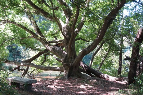 Incredible Climbing Tree Beaver Lake ~ Bird Sanctuary by Anita Adams of  NC Trees Photography