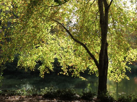'Amazing Light' by Anita Adams of NC Trees Photography