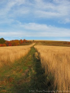 'The Trail at Max Patch' by Anita Adams  of NC Trees Photography'
