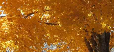 'Autumn Light' Photo by: Anita Adams of NC Trees Photography