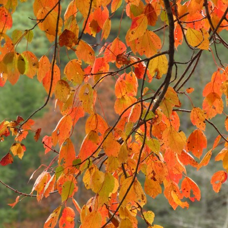 'Stain glass Leaves of Autumn' by Anita Adams of NC Trees Photography