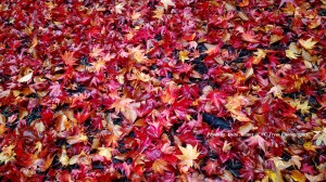 Sweet November Colours