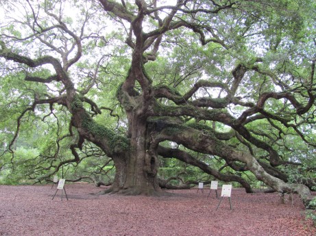 Angel Oak Tree