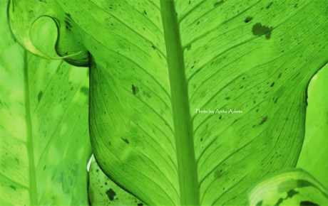 signed-softness-of-green