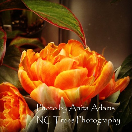 Signed - Colour Orange 2018