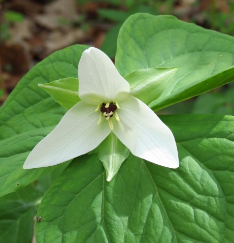 White Trillium