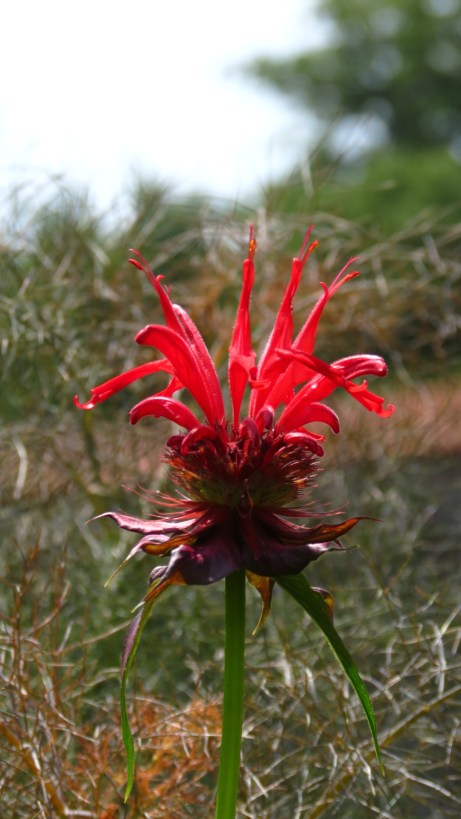 Bee Balm