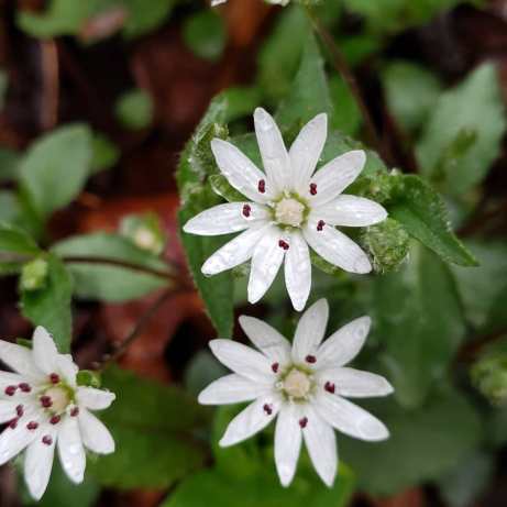 Star Chickweed