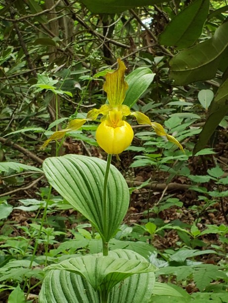 Yellow Lady Slipper