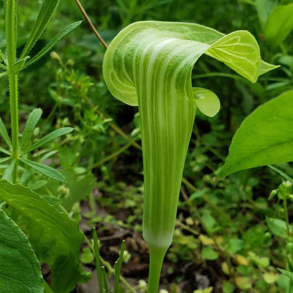 Jack-in-the-Pulpit